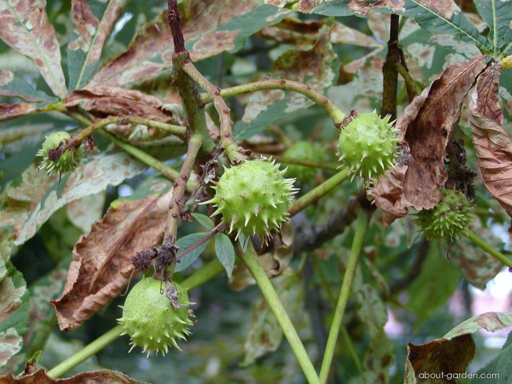 Aesculus hippocastanum L. (Horse-chestnut) Aesculus hippocastanum L. (Horse-chestnut)