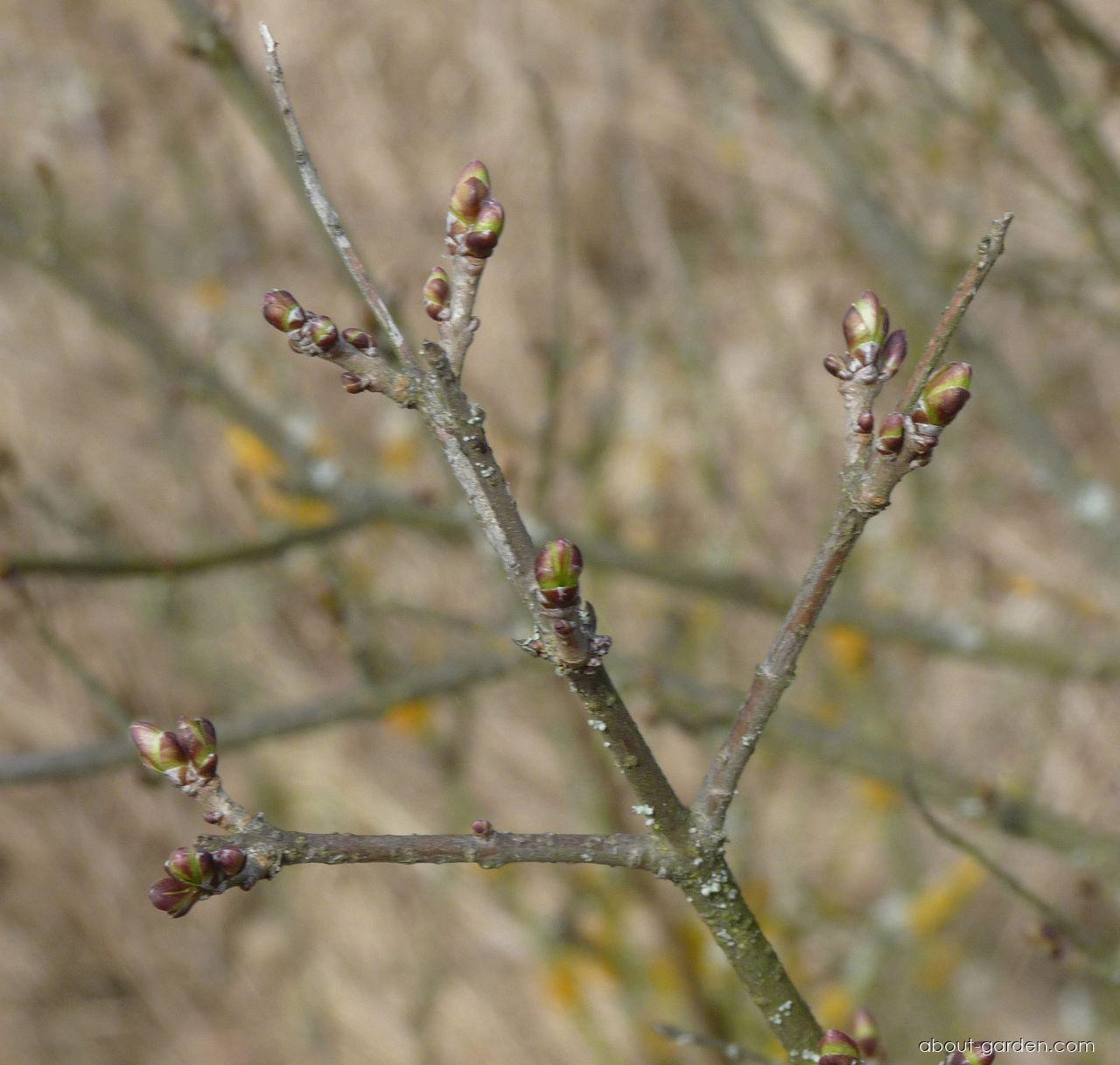 Ligustrum vulgare L. (European privet) Ligustrum vulgare L. (European privet)