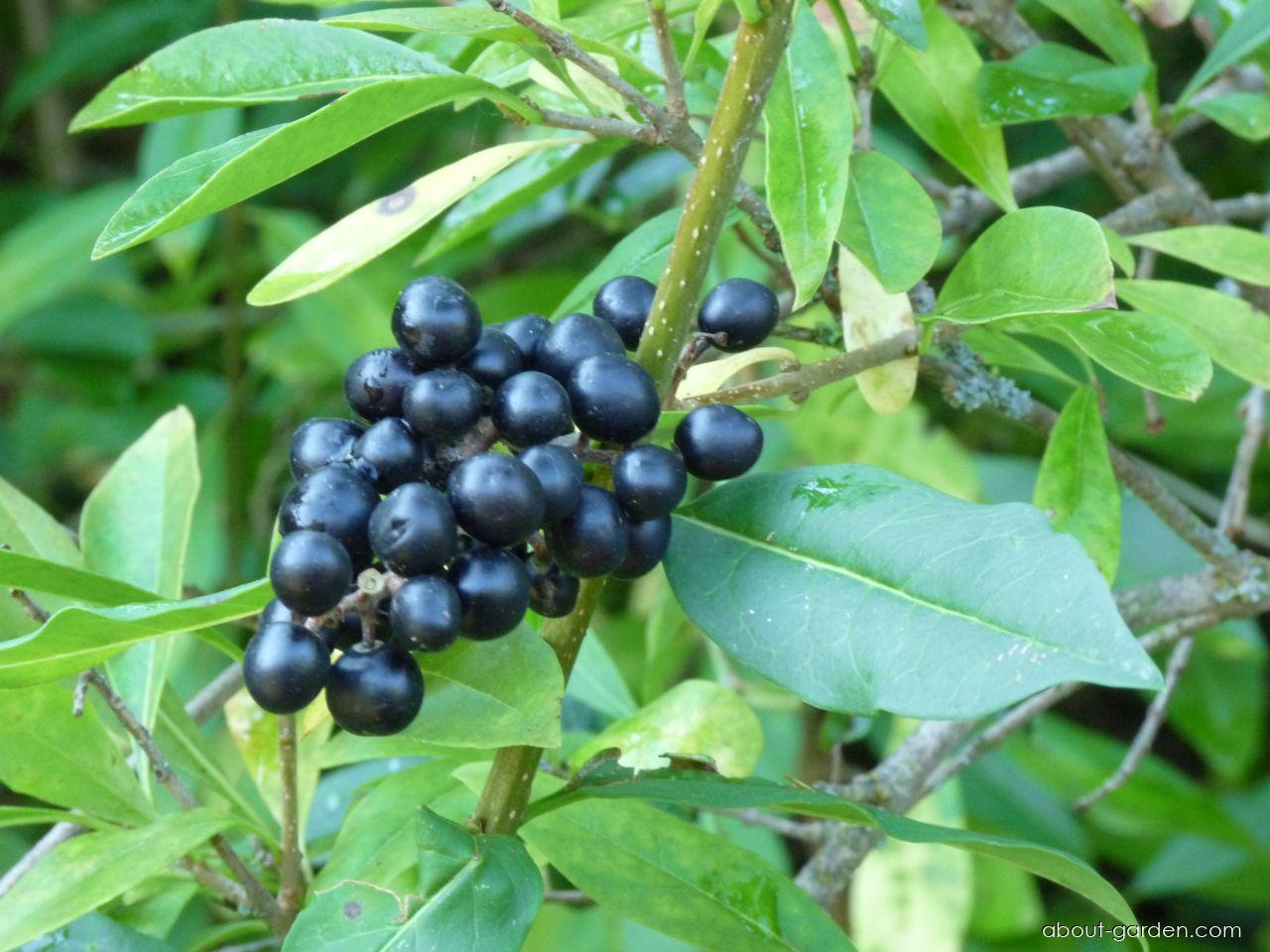Ligustrum vulgare L. (European privet) Ligustrum vulgare L. (European privet)
