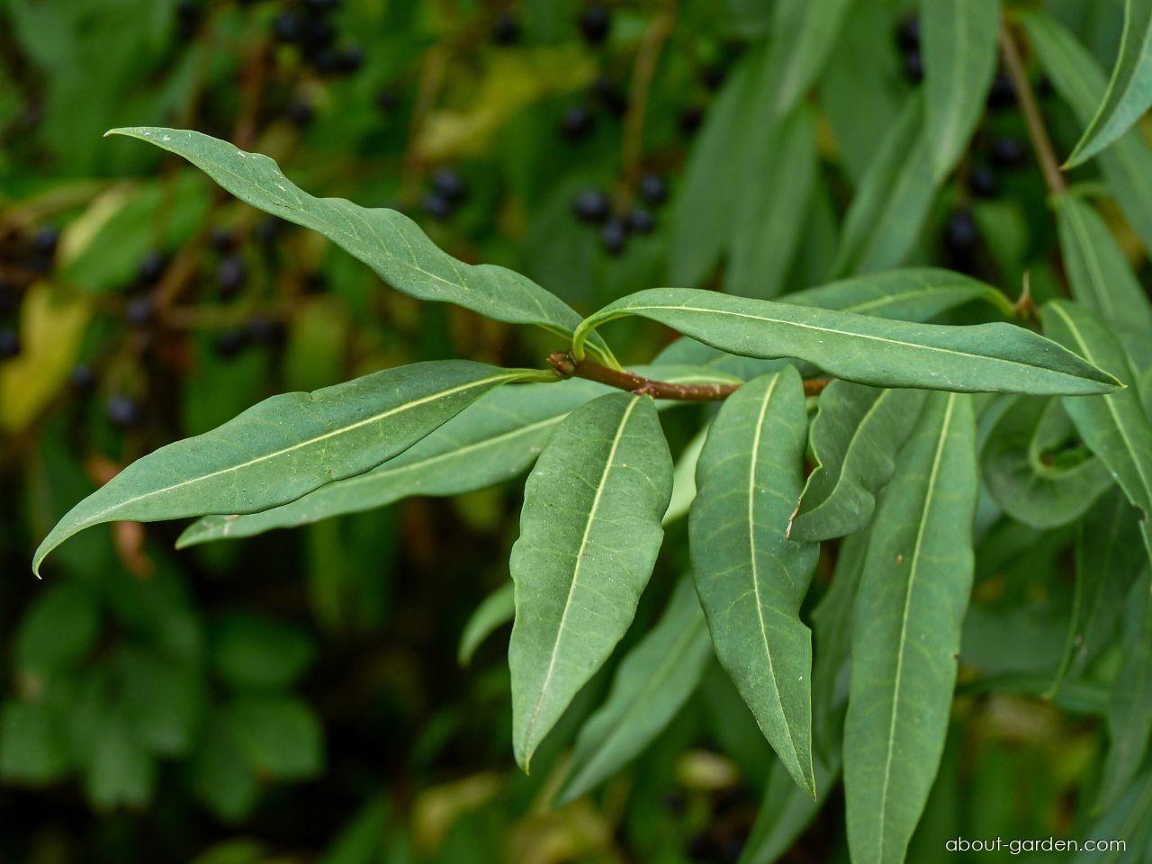 Ligustrum vulgare L. (European privet) Ligustrum vulgare L. (European privet)