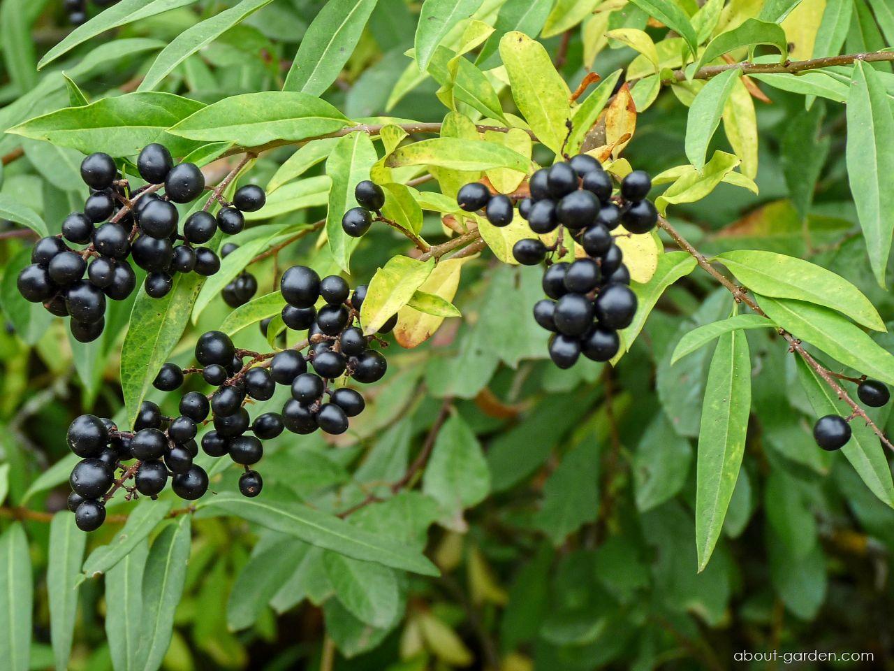 Ligustrum vulgare L. (European privet) Ligustrum vulgare L. (European privet)