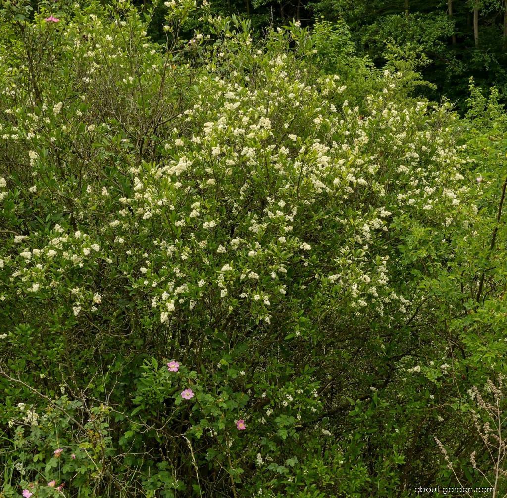 Ligustrum vulgare L. (European privet) Ligustrum vulgare L. (European privet)