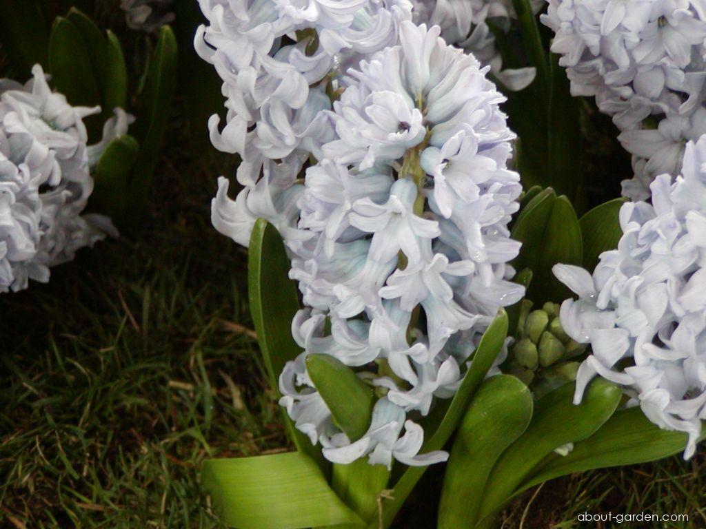 Hyacinthus orientalis L. (Common Hyacinth) Hyacinthus orientalis L. (Common Hyacinth)