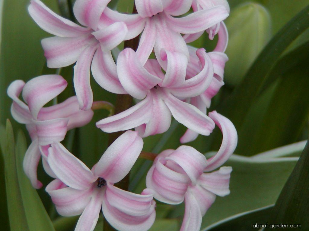 Hyacinthus orientalis L. (Common Hyacinth) Hyacinthus orientalis L. (Common Hyacinth)