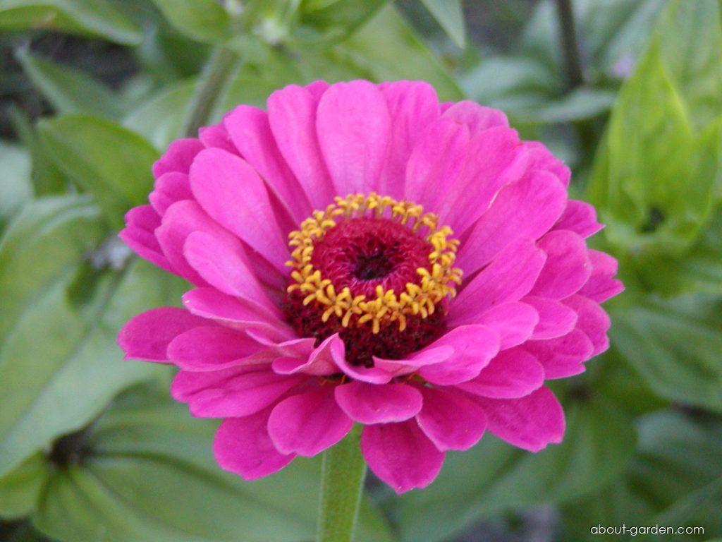 Zinnia elegans Jacq. (Youth-and-age) Zinnia elegans Jacq. (Youth-and-age)