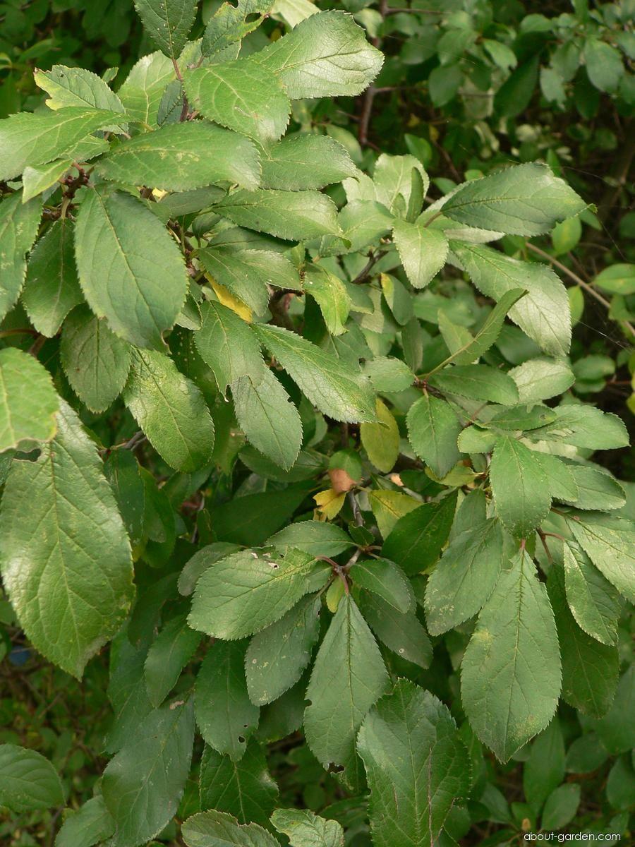 Prunus spinosa L. (blackthorn) Prunus spinosa L. (blackthorn)