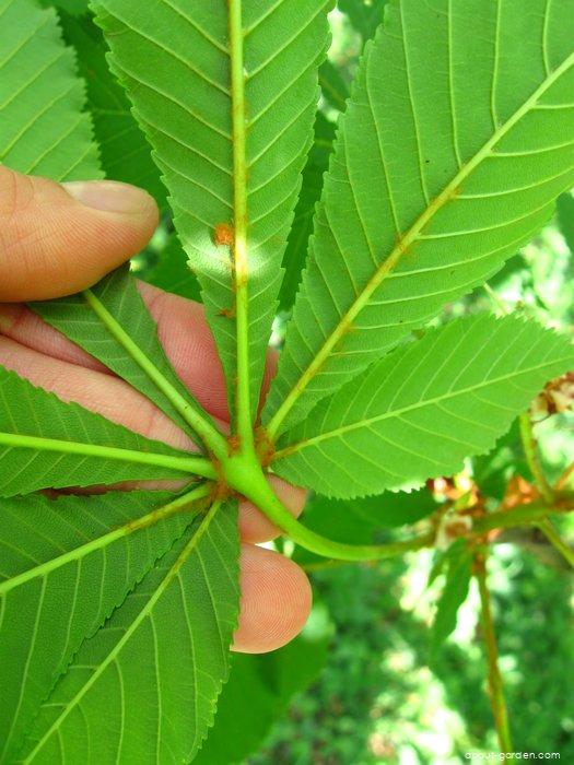 Aesculus hippocastanum L. (Horse-chestnut) Aesculus hippocastanum L. (Horse-chestnut)