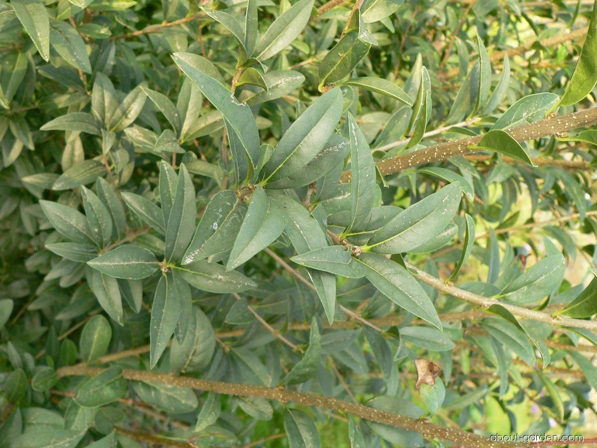 Ligustrum vulgare L. (European privet) Ligustrum vulgare L. (European privet)