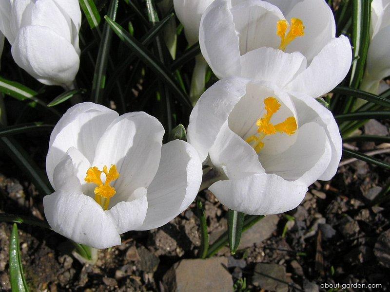 Crocus vernus (L.) Hill (Spring Crocus) Crocus vernus (L.) Hill (Spring Crocus)
