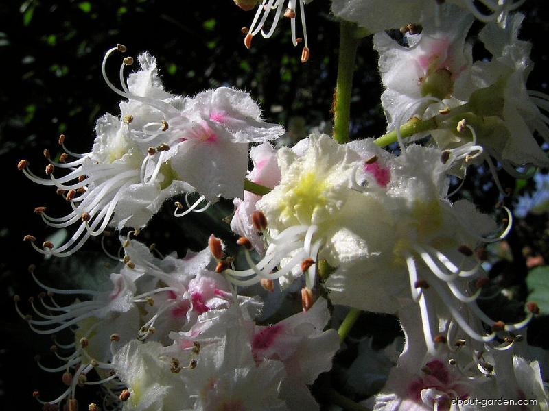 Aesculus hippocastanum L. (Horse-chestnut) Aesculus hippocastanum L. (Horse-chestnut)