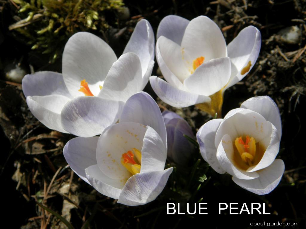 Crocus chrysanthus Blue Pearl (Golden Crocus) Crocus chrysanthus Blue Pearl (Golden Crocus)