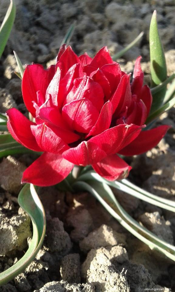 Tulipa humilis var. pulchella Tete a Tete (Tulip) Tulipa humilis var. pulchella Tete a Tete (Tulip)