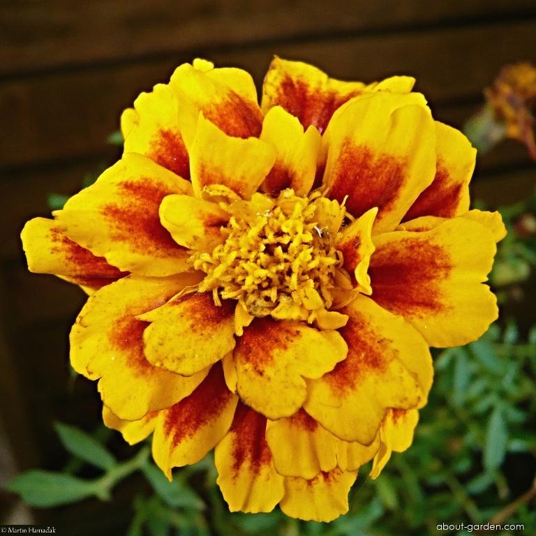Tagetes patula L. (French Marigold) Tagetes patula L. (French Marigold)