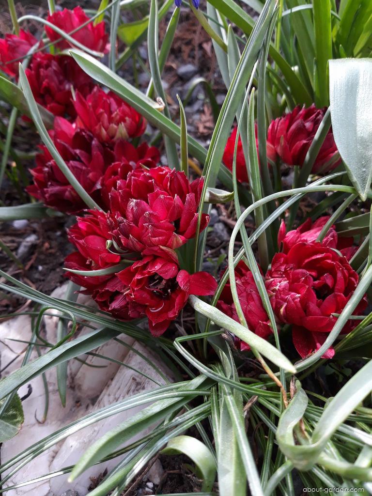 Tulipa humilis var. pulchella Tete a Tete (Tulip) Tulipa humilis var. pulchella Tete a Tete (Tulip)