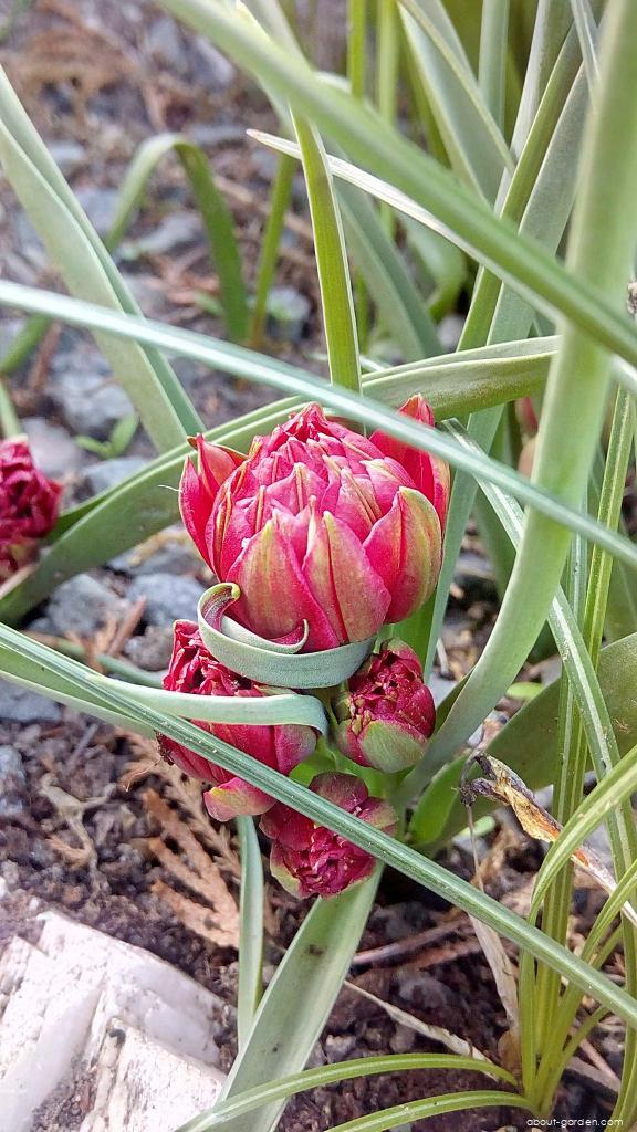 Tulipa humilis var. pulchella Tete a Tete (Tulip) Tulipa humilis var. pulchella Tete a Tete (Tulip)