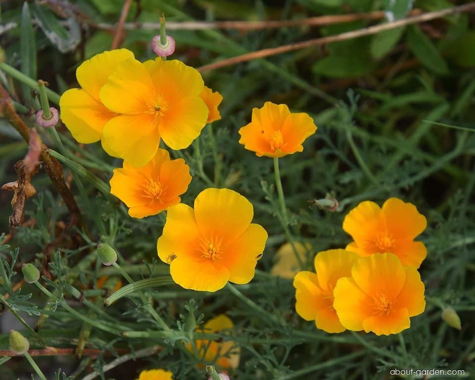 Eschscholtzia californica CHAM. (California poppy) Eschscholtzia californica CHAM. (California poppy)
