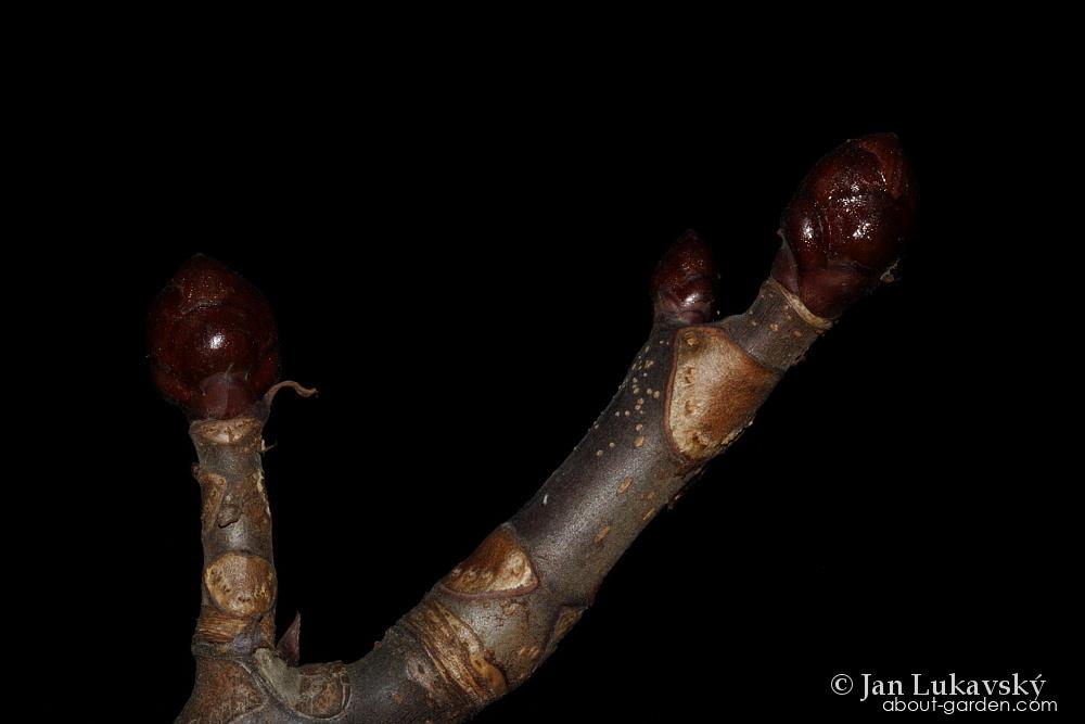 Aesculus hippocastanum L. (Horse-chestnut) Aesculus hippocastanum L. (Horse-chestnut)