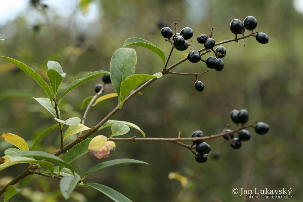Ligustrum vulgare L. (European privet) Ligustrum vulgare L. (European privet)