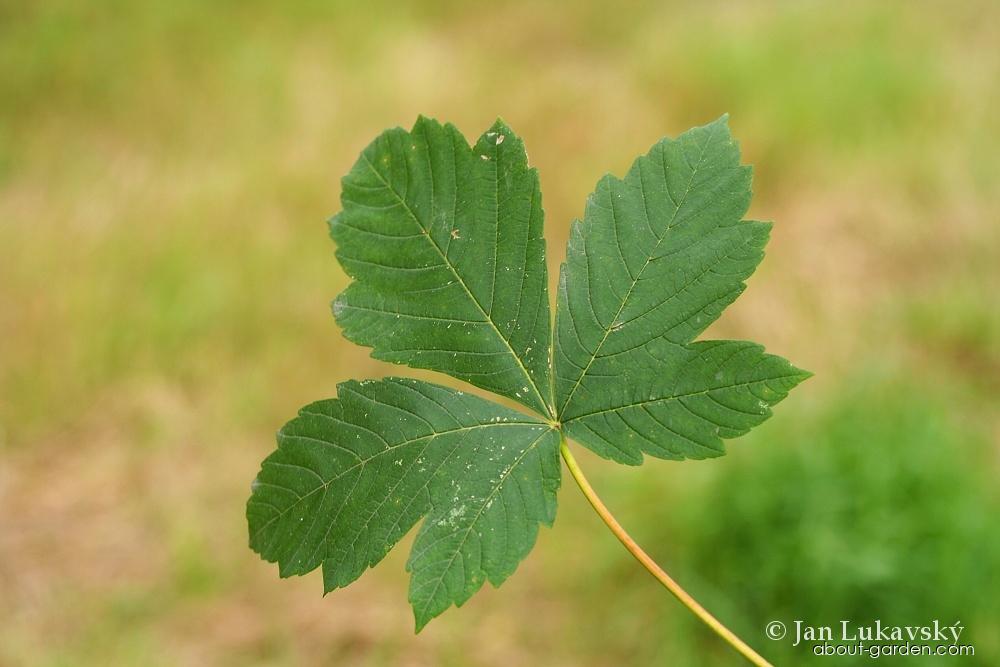 Acer pseudoplatanus L. (sycamore maple) Acer pseudoplatanus L. (sycamore maple)