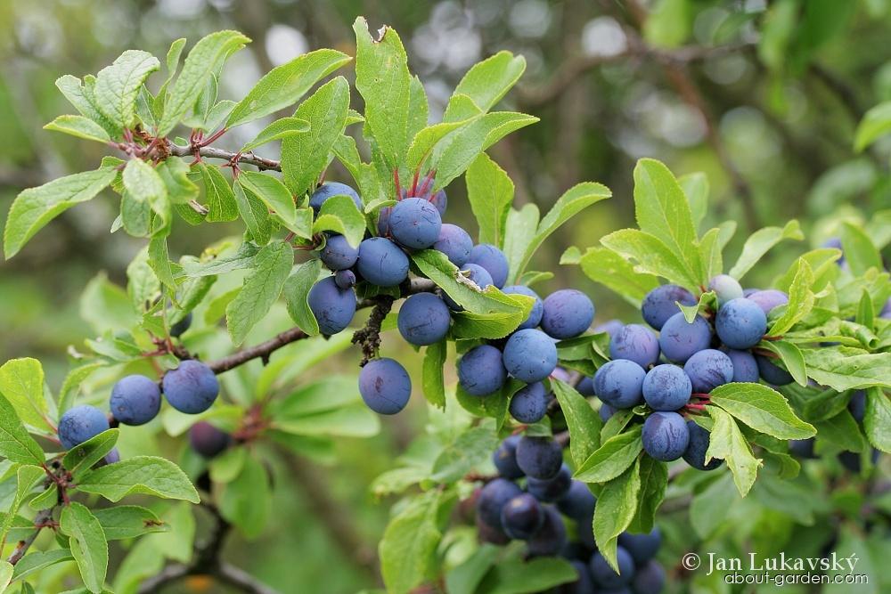 Prunus spinosa L. (blackthorn) Prunus spinosa L. (blackthorn)