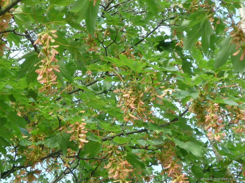 Acer pseudoplatanus L. (sycamore maple) Acer pseudoplatanus L. (sycamore maple)