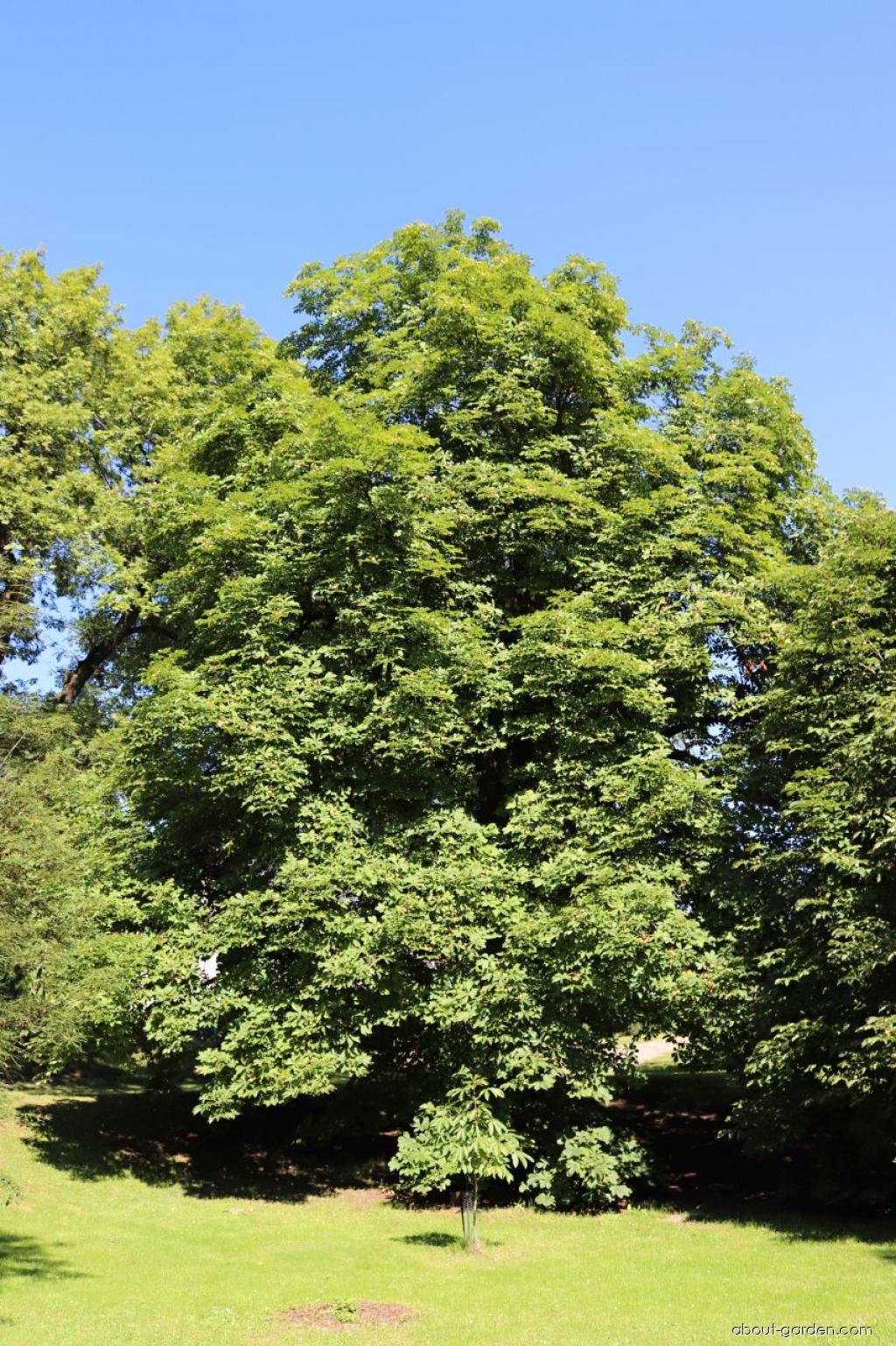 Aesculus hippocastanum L. (Horse-chestnut) Aesculus hippocastanum L. (Horse-chestnut)