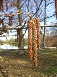 Alnus glutinosa (Olše lepkavá - větévka s jehnědy)