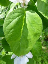 Cydonia oblonga (Kdouloň obecná)