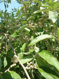 Elaeagnus umbellata (Hlošina okoličnatá)