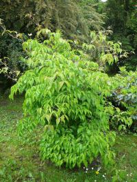 Cornus kousa (Svída japonská)