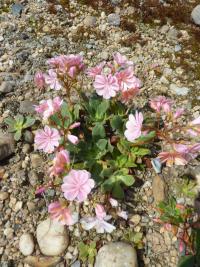 Lewisia cotyledon (Levisie květnatá)