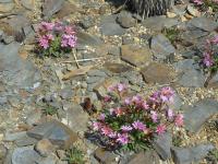 Lewisia cotyledon (Levisie květnatá)