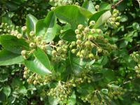 Aronia melanocarpa (Temnoplodec černoplodý - po odkvětu 27509)