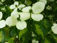 Cornus kousa (Svída japonská 'Gold Star')