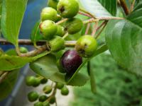 Aronia melanocarpa (Temnoplodec černoplodý - nezralý plod)