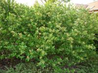 Aronia melanocarpa   Black chokeberry plant