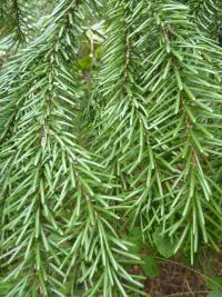 Picea omorika (Smrk omorika)