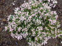 Andromeda polifolia