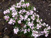 Andromeda polifolia