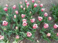 Tulipa (Tulipán 'Canasta' - Třepenité tulipány)