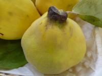 Cydonia oblonga (Kdouloň obecná)