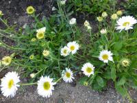 Aster alpinus (Hvězdnice alpská 'Weisse Schöne')