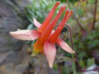 Aquilegia desertorum (Orlíček)