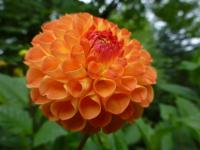 Dahlia  'Mrs Kennedy'  Dahlia flowers