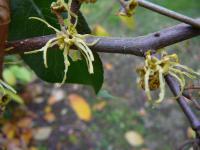 Hamamelis virginiana   American Witch-hazel flowers