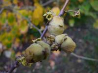 Hamamelis virginiana   American Witch-hazel fruits