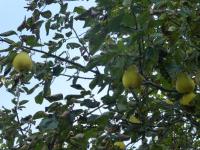 Cydonia oblonga (Kdouloň obecná)