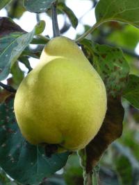 Cydonia oblonga (Kdouloň obecná)