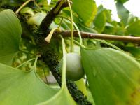 Ginkgo biloba (Jinan dvoulaločný - větévka s plodem)