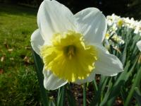 Narcissus    'Ice Folies'  Daffodil flowers